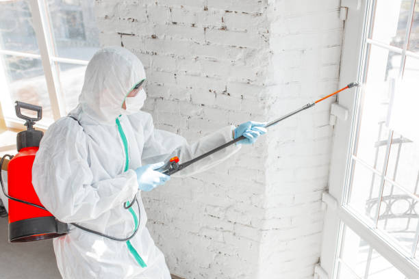 Professional Mold Removal in Spring Valley, NV