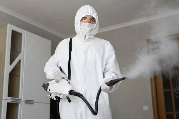 Best Black Mold Removal in Spring Valley, NV